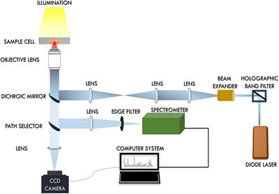 Micro-Raman spectroscopy study of optically trapped erythrocytes in malaria, dengue and leptospirosis infections